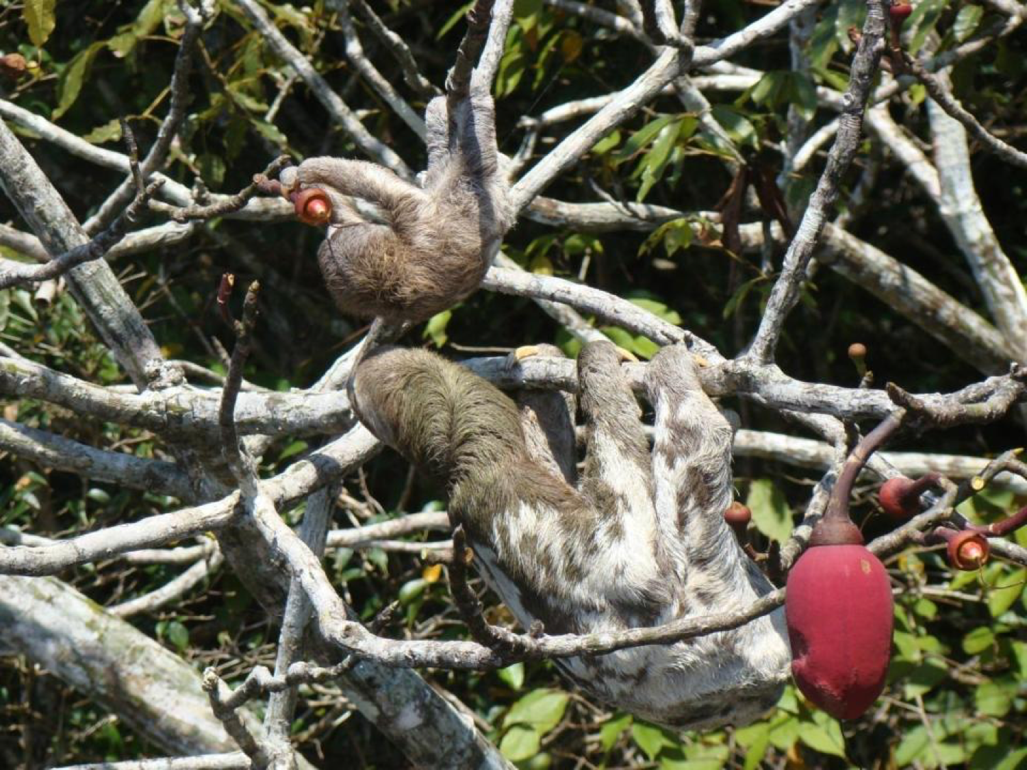 Bradypus variegatus.png
